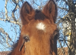 Ce cheval m'a sauvé la vie en 2011