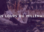 J'ai lu "Les loups du Millénaire" Tome 2 de Sapir A. Englard