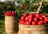 Raconte la vie d'une pomme !