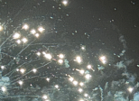 Les étoiles