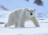 Jour numéro 19 : Arctique