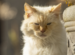 Chapitre 3/10 - A cloche-pattes