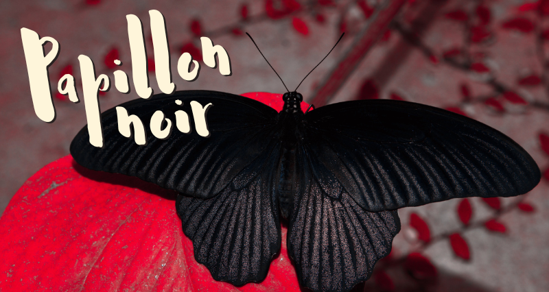 Papillon noir