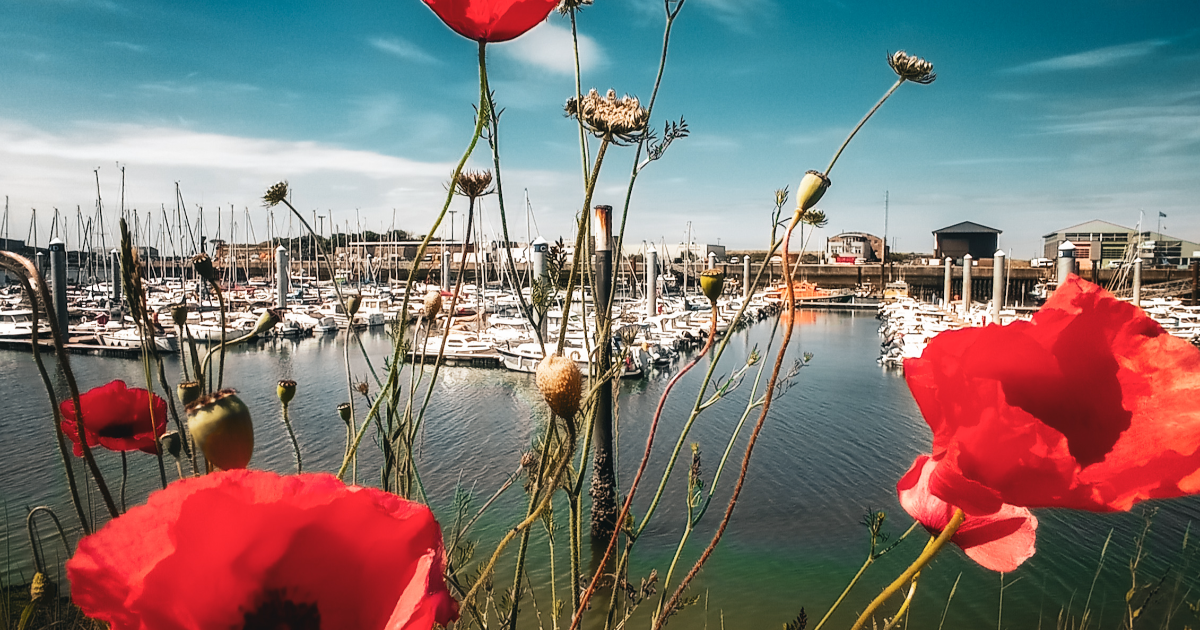 Coquelicot