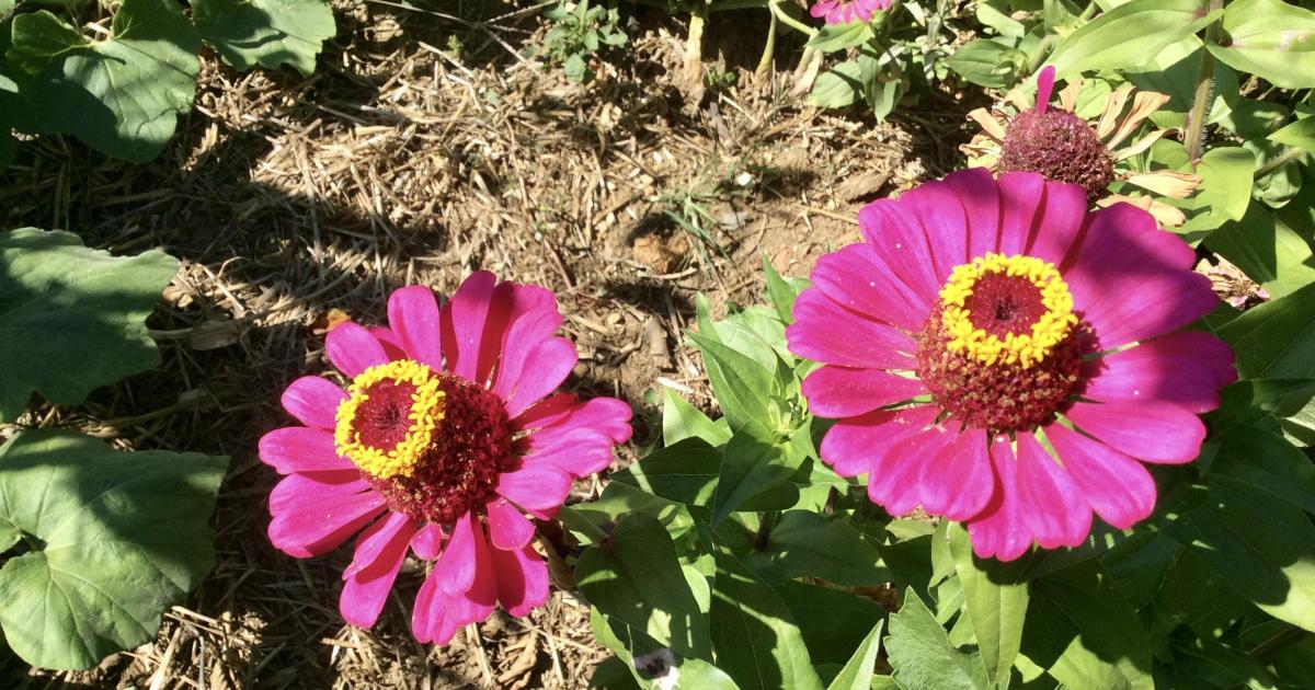 Le jardin du 8 Septembre