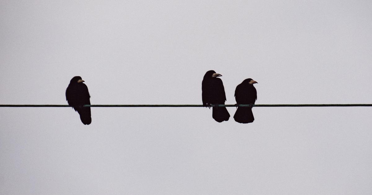 JOURNAL DE L’ANNÉE DE LA PESTE : 20 mai