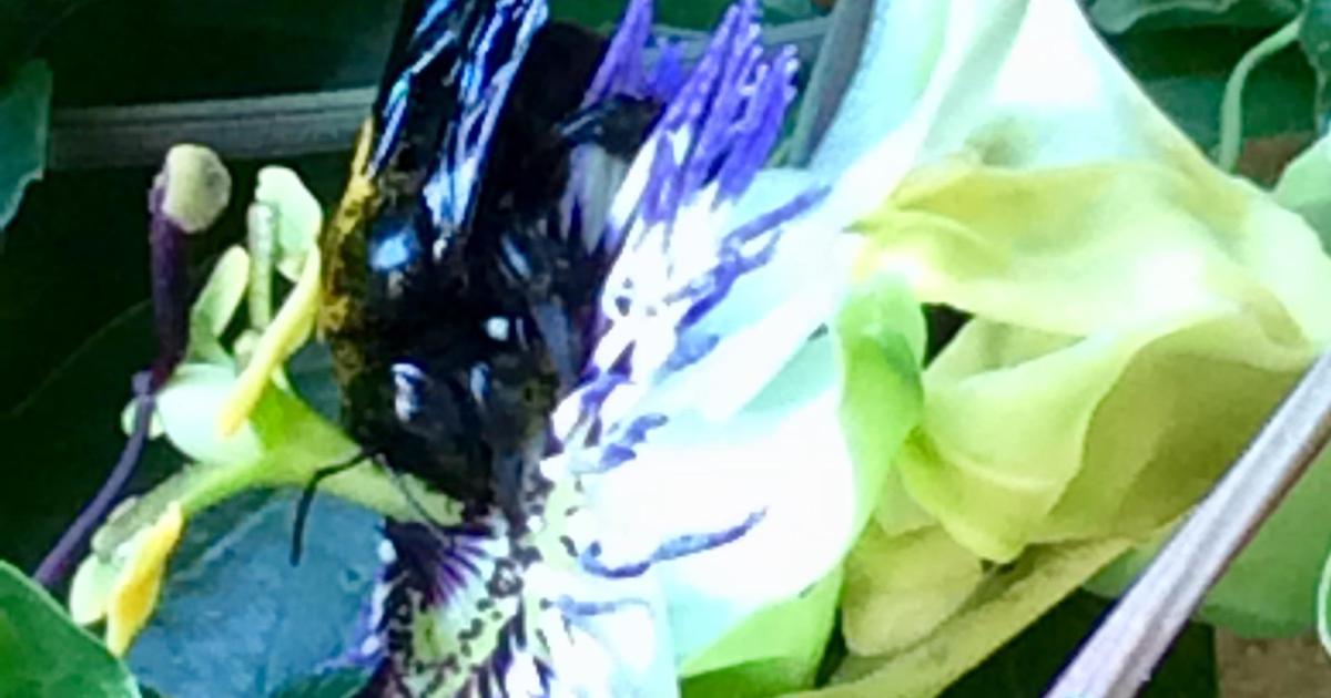 Le jardin du 1er Août