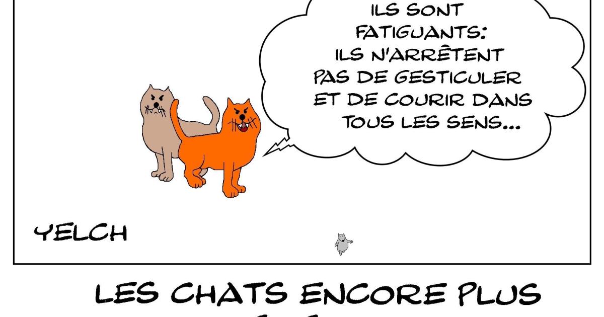 les chats apprécient encore moins le déconfinement