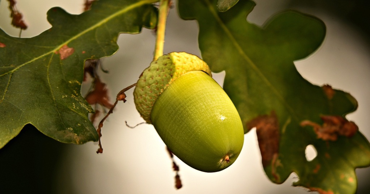 Cupule