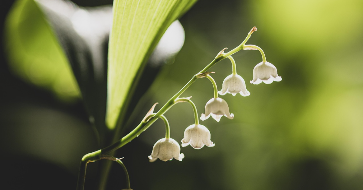 Premier mai ( LinkTober2025 : lourd )