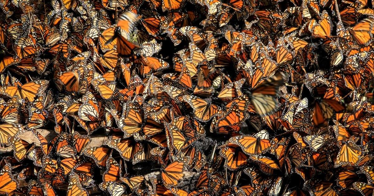 Les papillons de Camille ont disparu