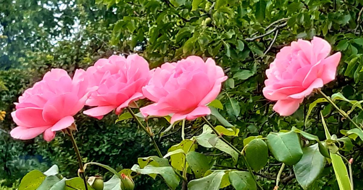 Les effets primaires du vaccin