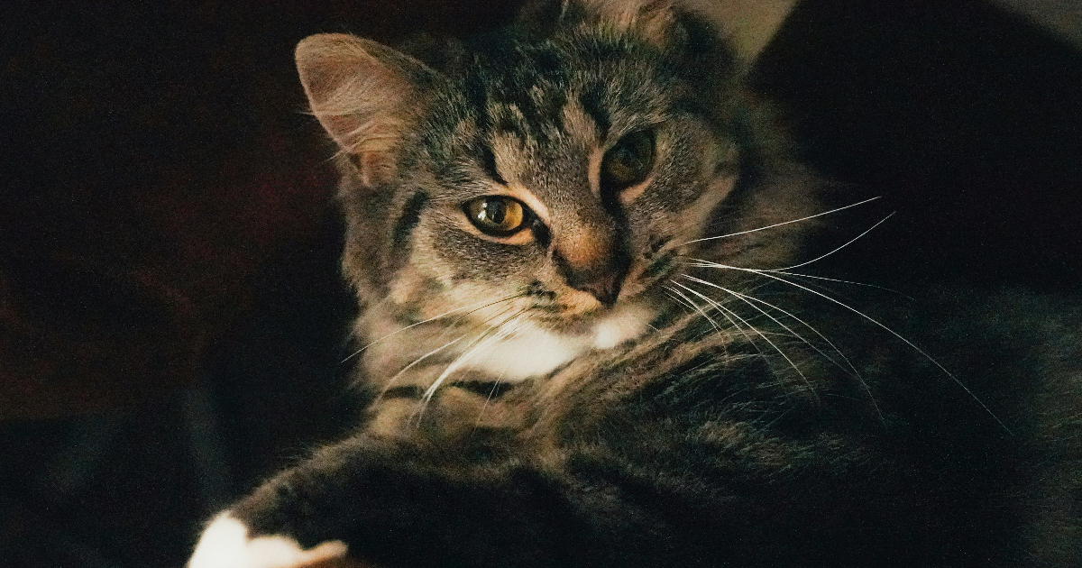 Intelligence Artificielle