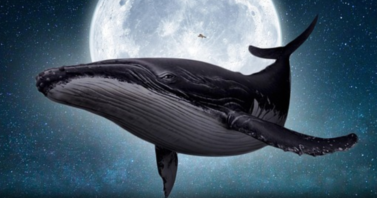 Une baleine