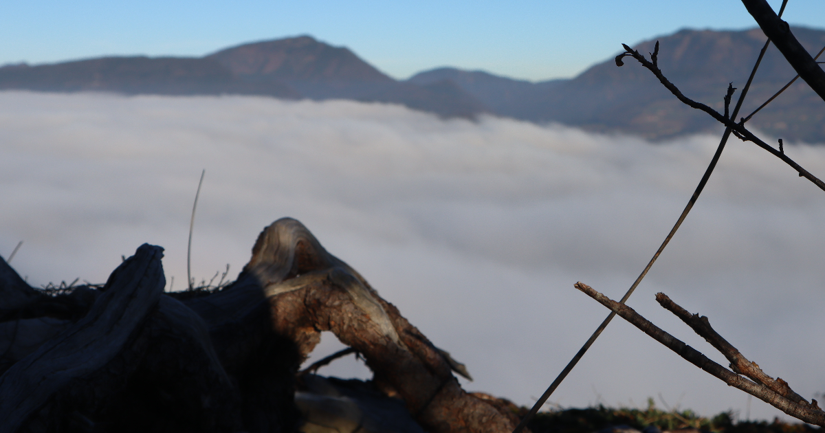 Intergenerational Trauma Transmission and the Path to Resilience