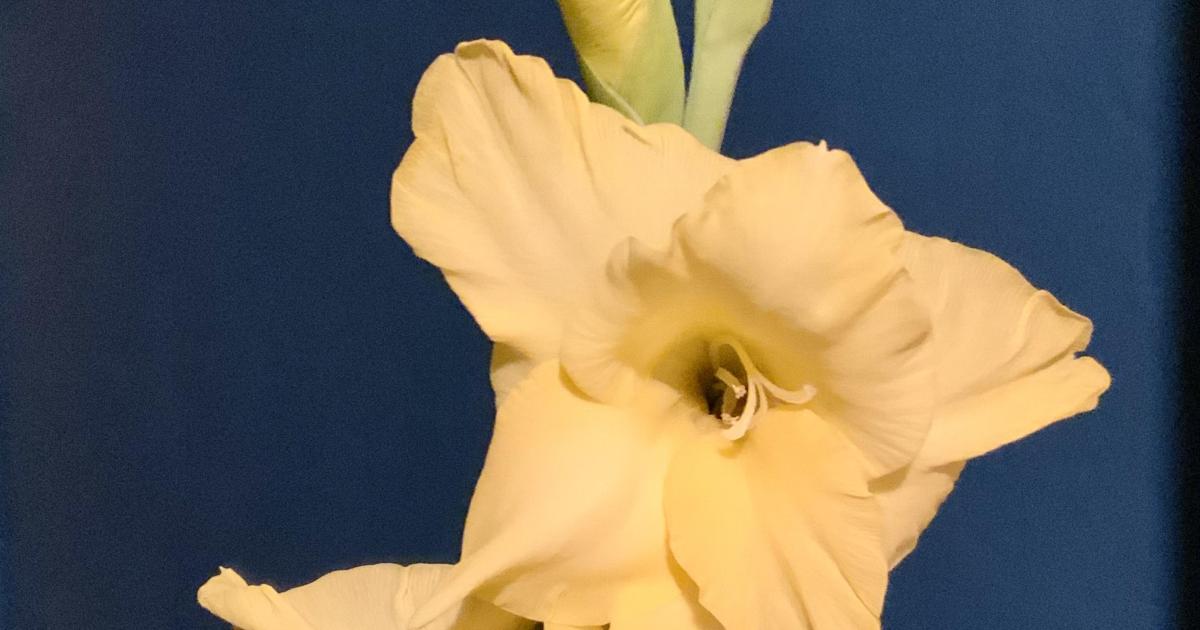 Le jardin du 26 Novembre