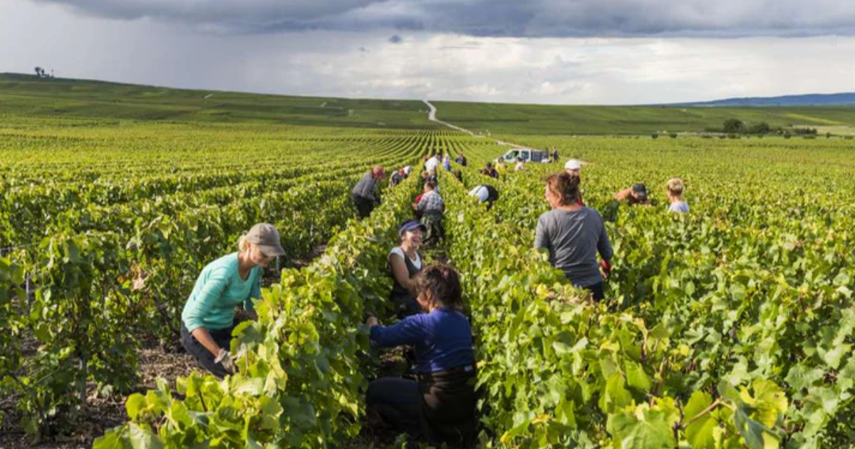 Vendanges