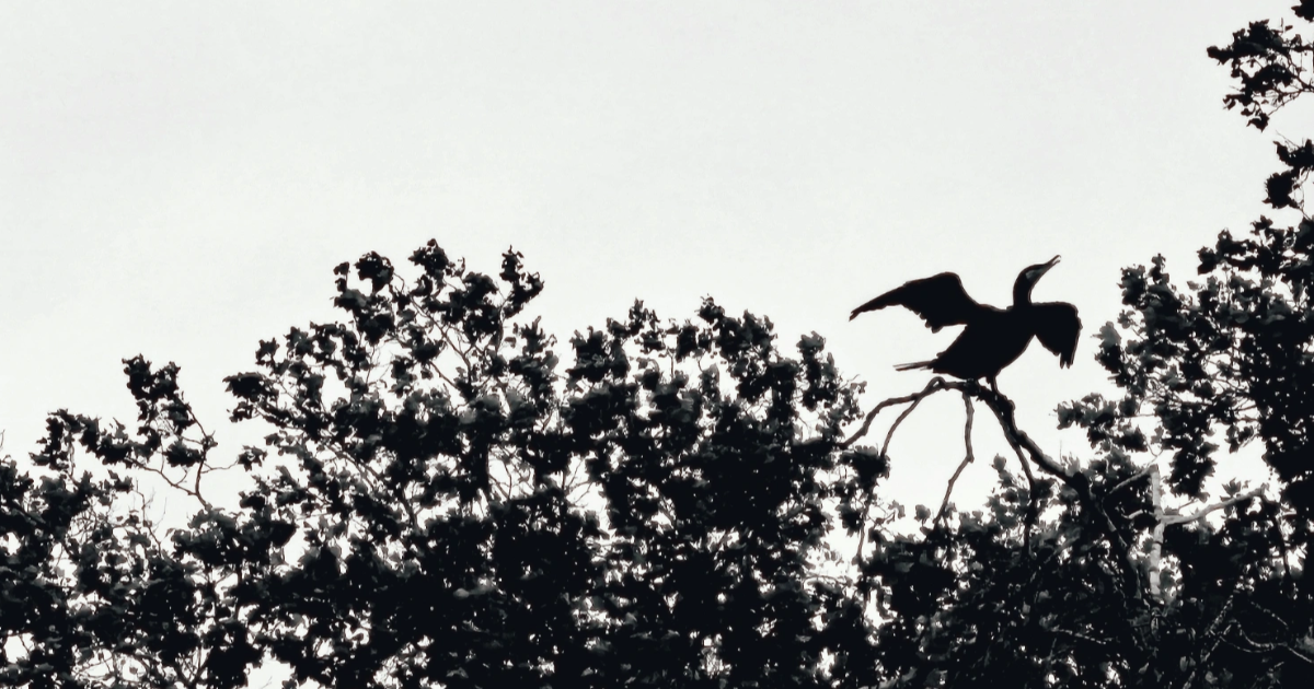 « Ici, le vent je suis. »