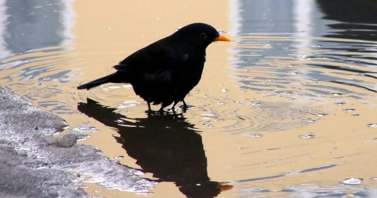 4.La volière d'un savant