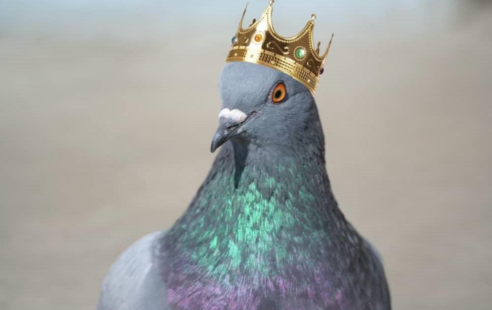 Chapitre XVIII : "La Regina Dei Piccioni"