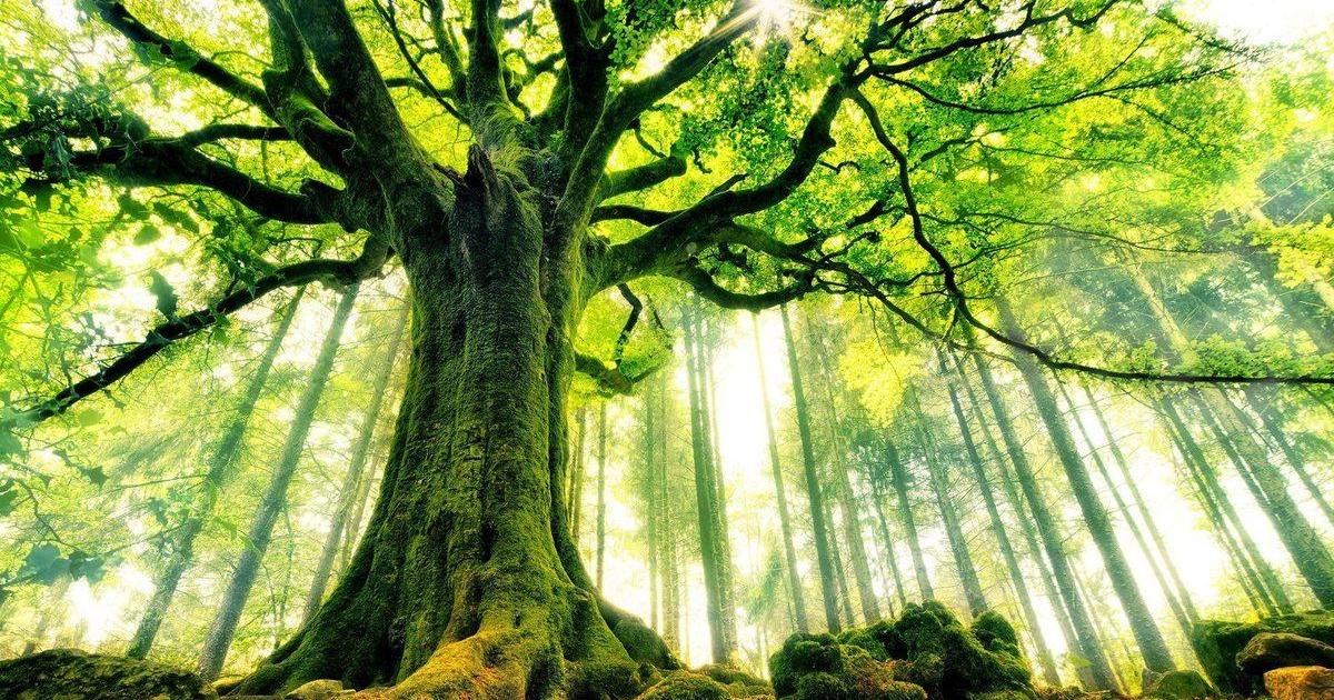 Les bienfaits avérés de la forêt ? Késaco ?