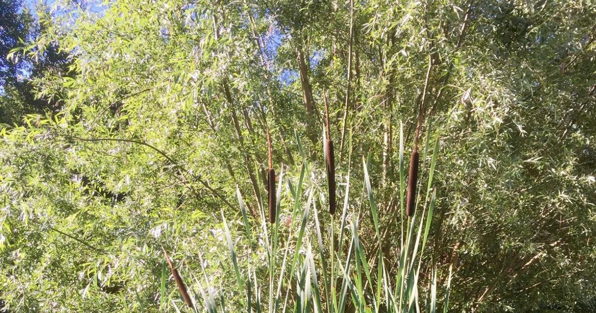 Le jardin du 8 Juillet