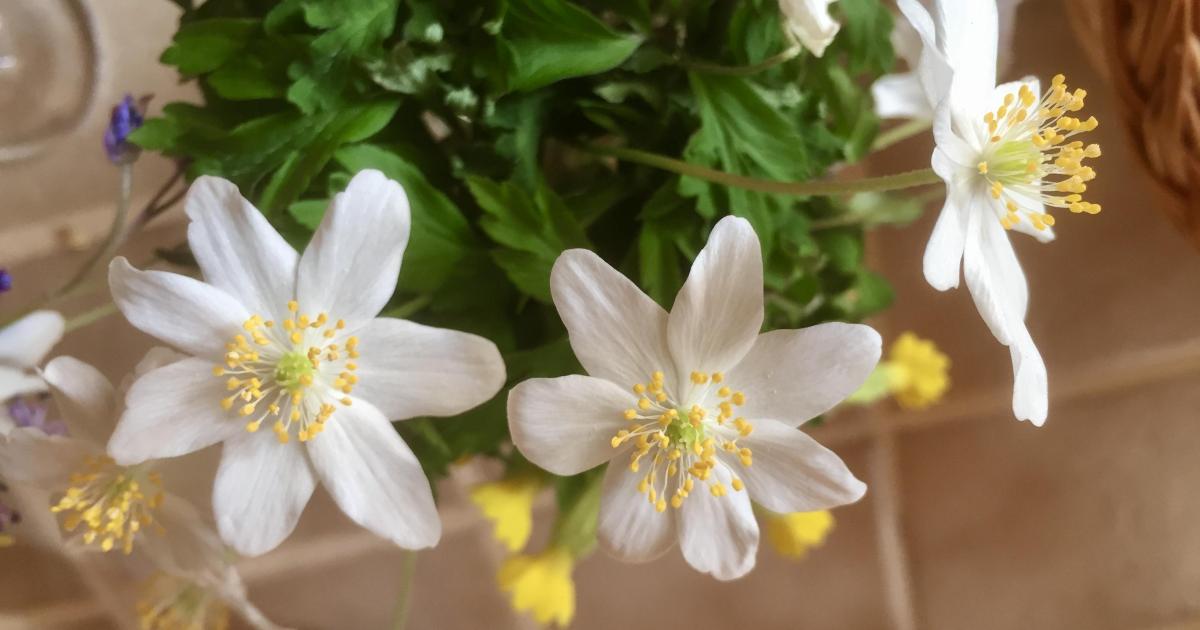 Le jardin du 19 Mars