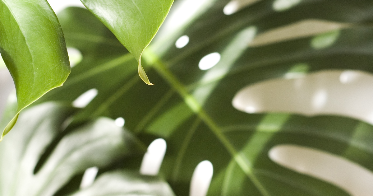 Monstera
