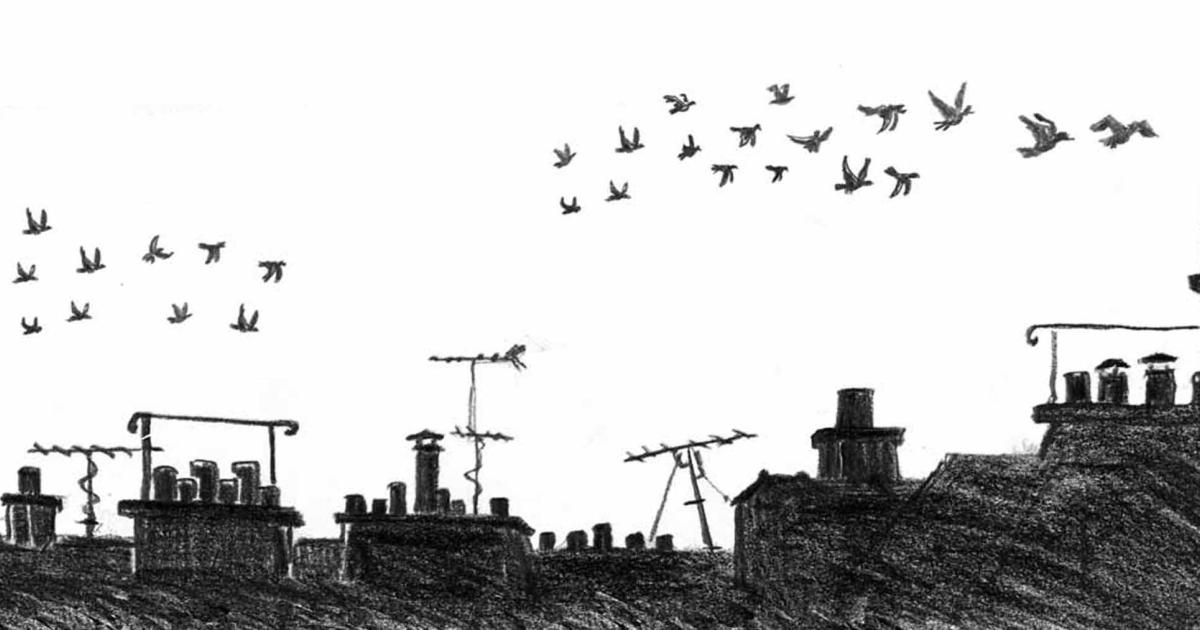 pigeons !