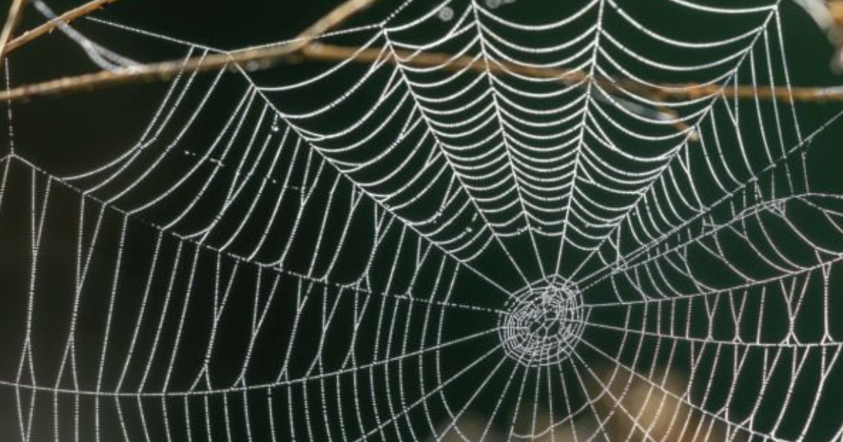 Ukraine , l’araignée qui fait mal