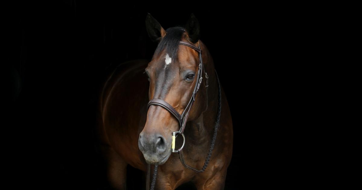 Ecurie Kevyn Thonnerieux : Marion Donabedian en plein boum