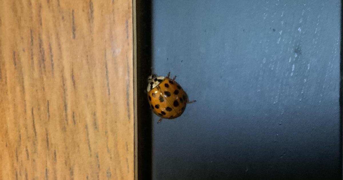 Un hôte indésirable au jardin