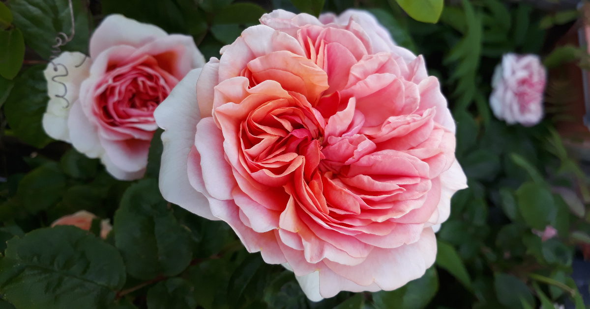 Les épines de la Rose