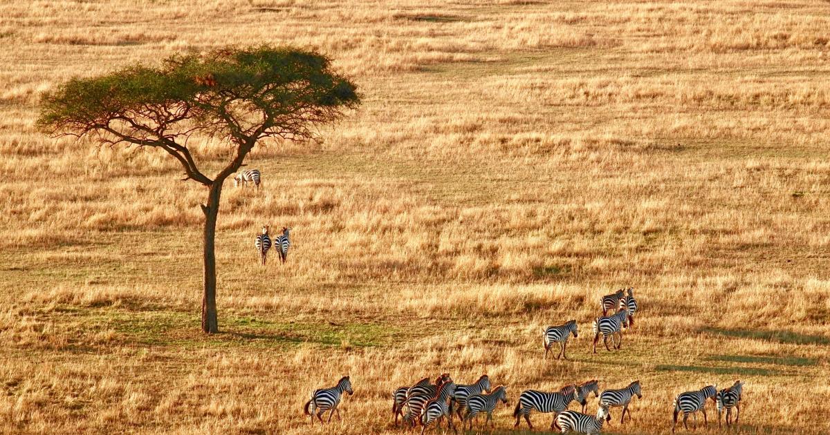 Faune sud-africaine (2)
