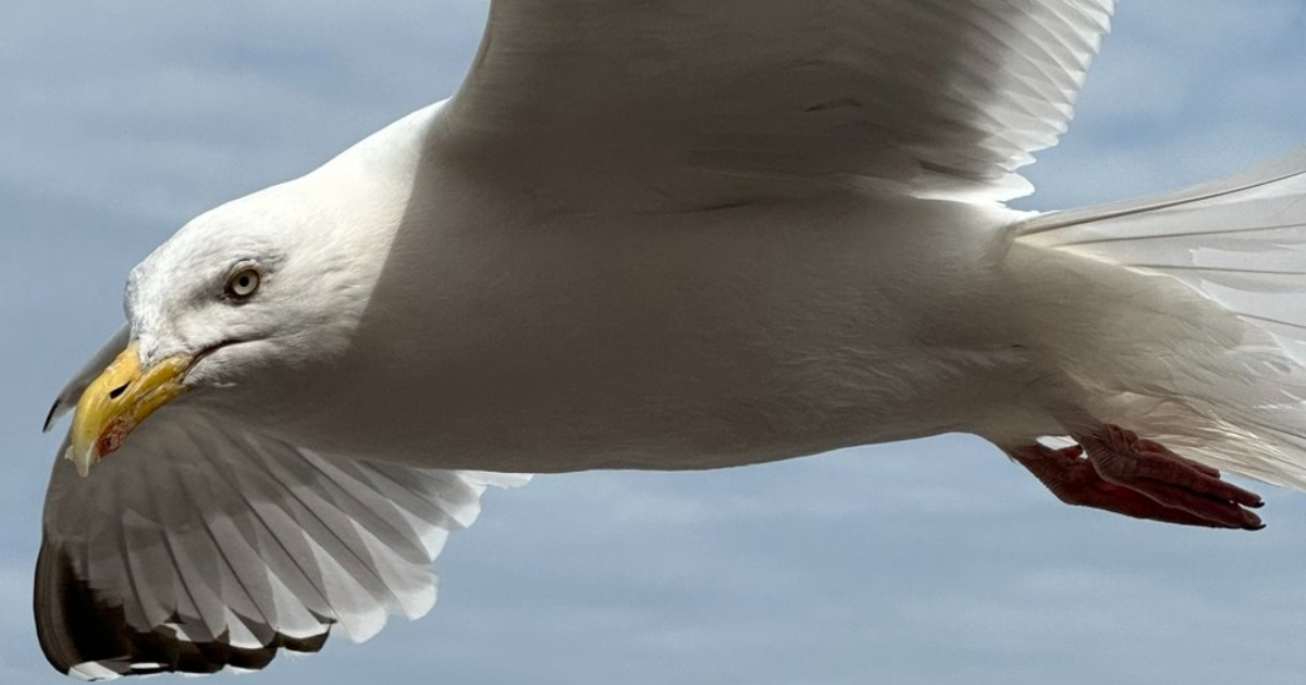 Robinson Crusoé et le Dieppois Alexandre Leforestier, bosco et ministre cauchois de la propriété créative !