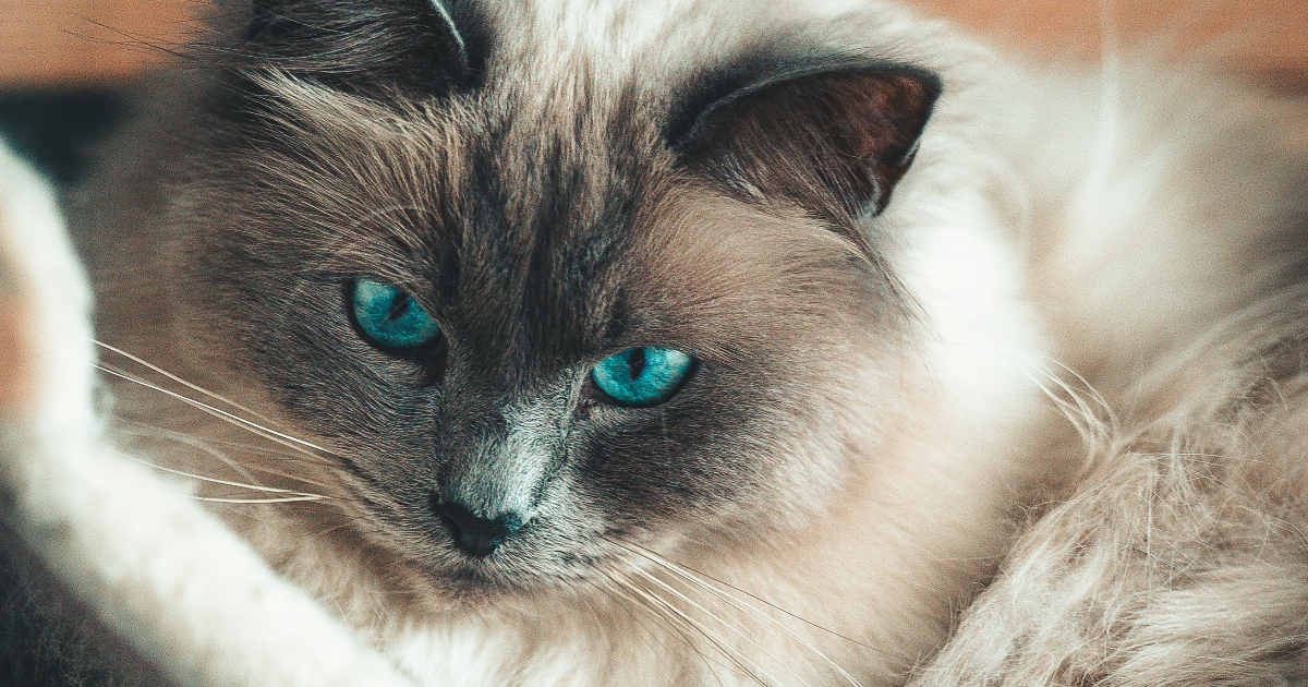 Points Médians - le retour