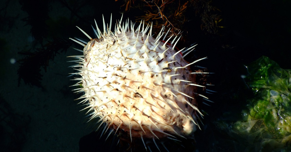 La Face cachée de Callisto extrait chapitre l'hôte