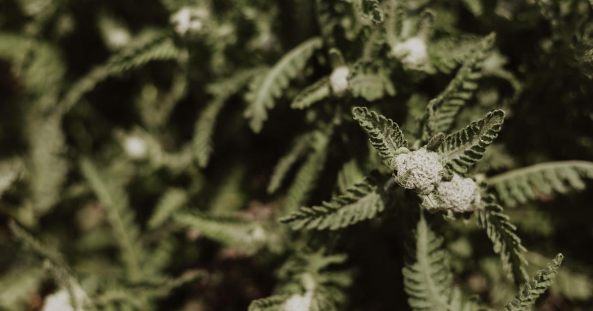 JOURNAL DE L’ANNÉE DE LA PESTE : 23 mai