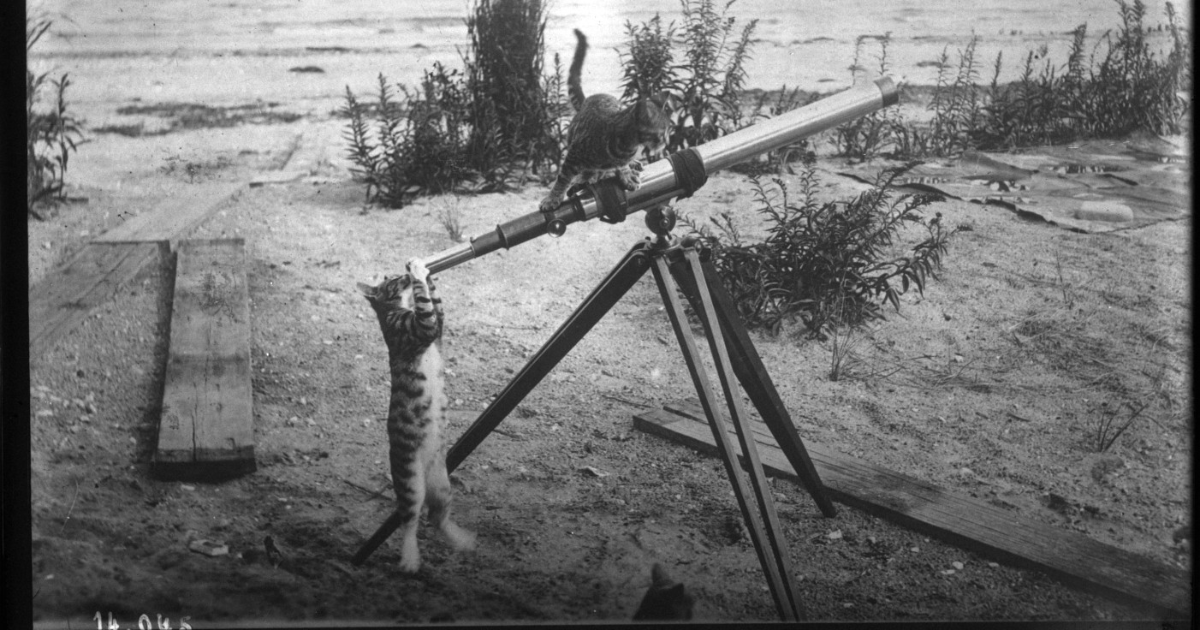 22 La revanche des chats