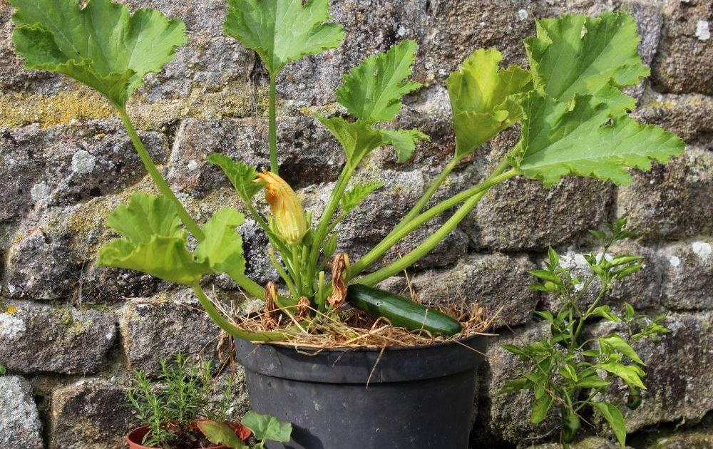 De la vie d'un Cornichon
