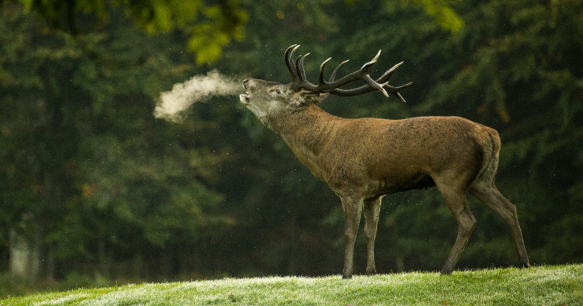 LinkTober2025 : Cerf