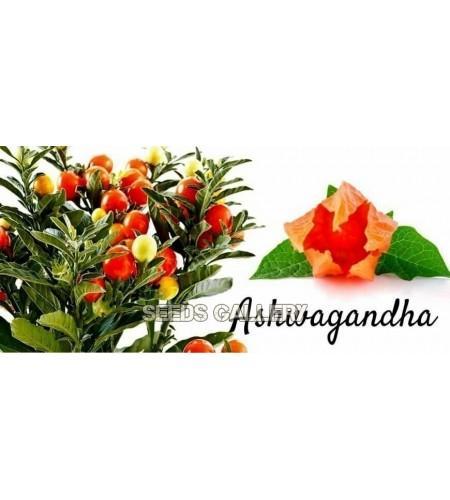 Les Principales Poudres de Plantes en AYURVEDA