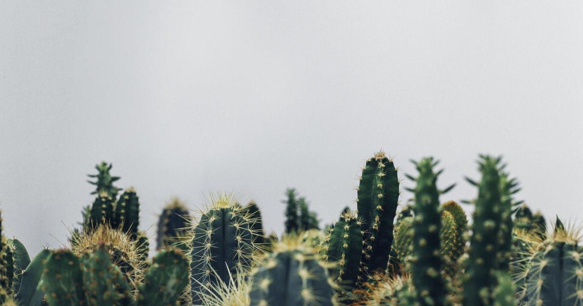 Dans la vie, il y a des cactus 
