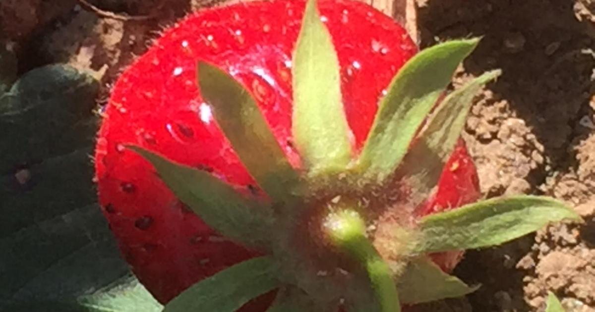 Le jardin du 1er Juin