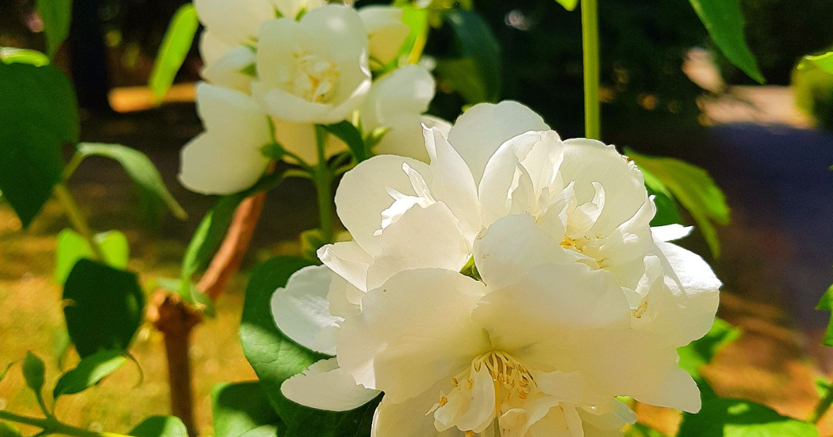 Chapitre 7 : Le mystère du dragon (FIN)