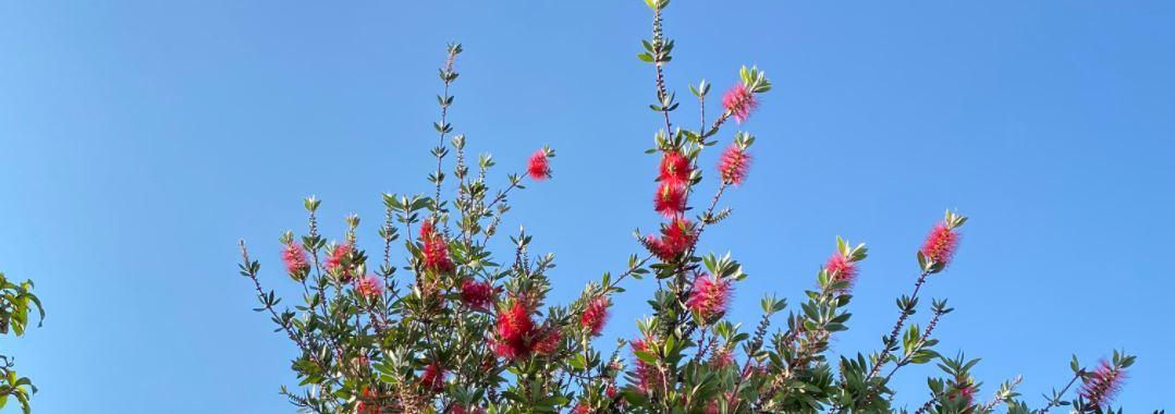 20 - Chant du printemps perdu