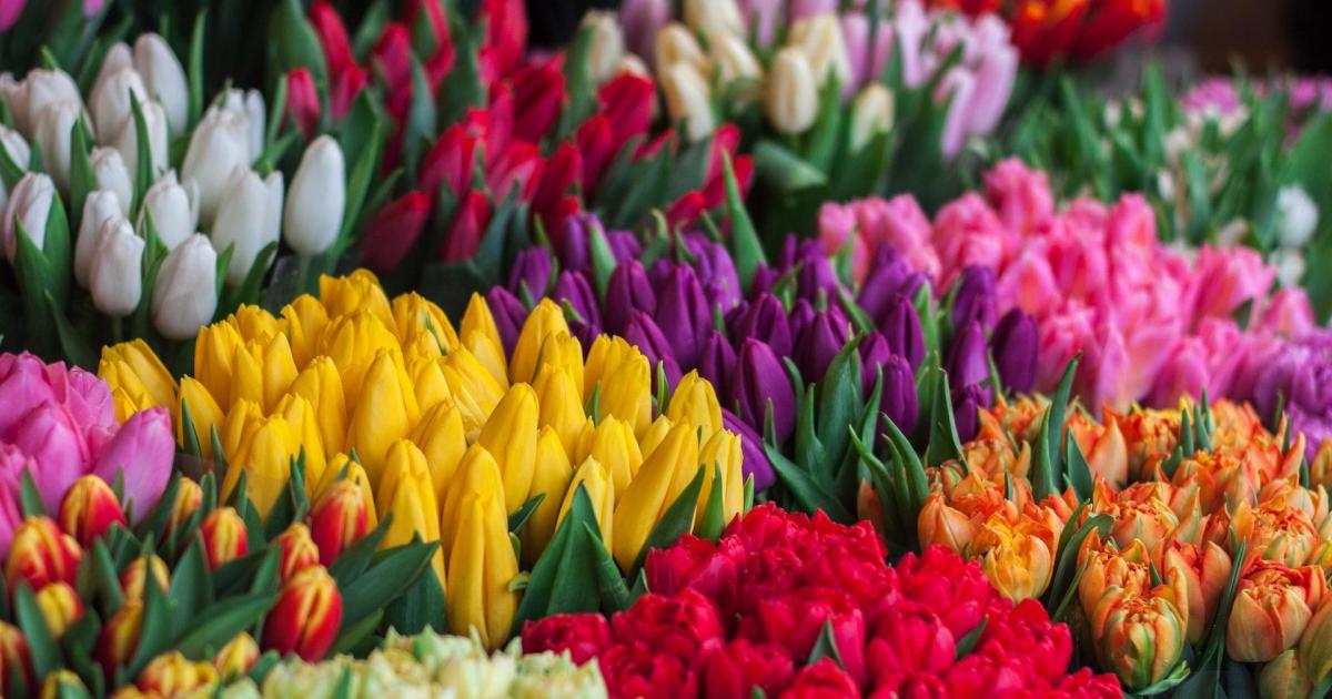 Le langage des fleurs