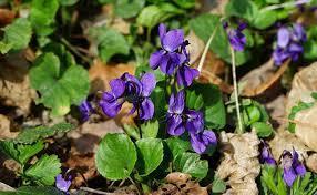 La Violette (Viola odorata)