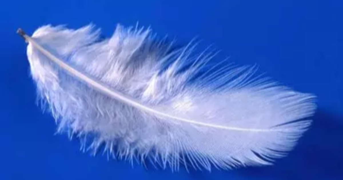 Les plumes de l'aurore