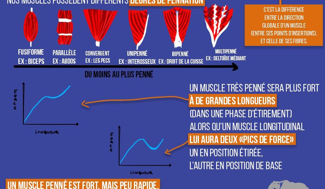 L'architecture musculaire résumé rapidos